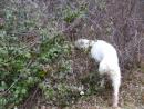 Spinone Italiano Zeus di 7 anni web.jpg